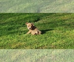 Small Photo #1 American Bully Puppy For Sale in OTHO, IA, USA