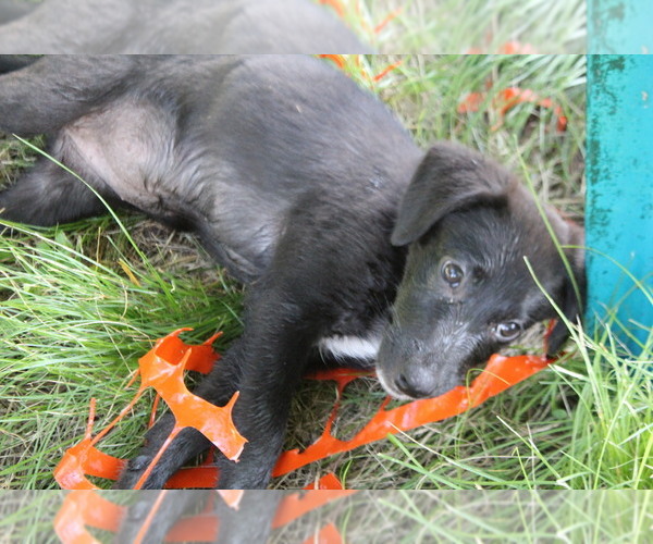 Medium Photo #12 Labrador Retriever-Mutt Mix Puppy For Sale in LOVELADY, TX, USA