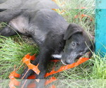 Small #11 Labrador Retriever-Mutt Mix
