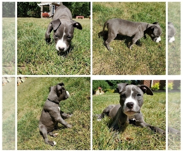 Medium Photo #2 American Pit Bull Terrier Puppy For Sale in CANTON, MI, USA