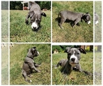 Small Photo #2 American Pit Bull Terrier Puppy For Sale in CANTON, MI, USA