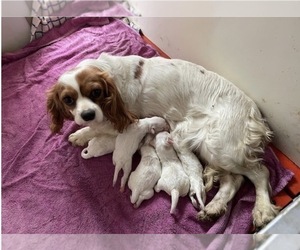 Mother of the Cavachon puppies born on 04/07/2026