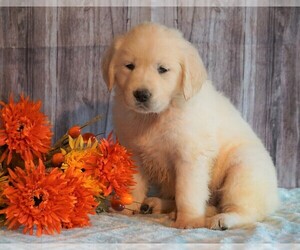 English Cream Golden Retriever Puppy for sale in FREDERICKSBG, OH, USA