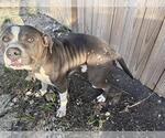Small American Water Spaniel