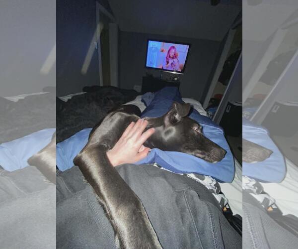 Medium Photo #4 Mutt Puppy For Sale in Coldwater, MI, USA