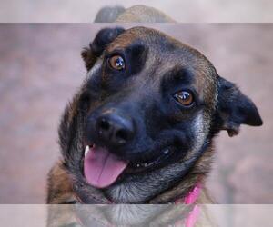 Cheyenne - Female Mutt Dog for Adoption - Photo #4