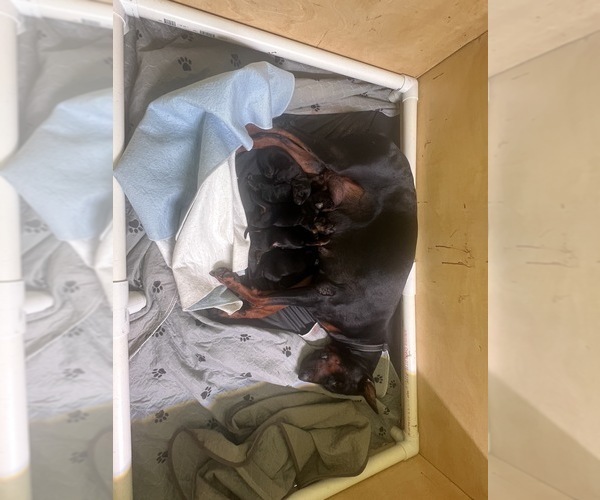 Medium Photo #3 Doberman Pinscher Puppy For Sale in PHOENIX, AZ, USA