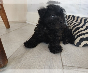 Schnoodle (Miniature) Puppy for sale in CENTERVILLE, FL, USA
