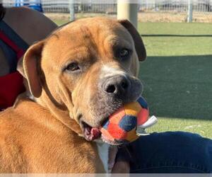 American Pit Bull Terrier Dogs for adoption in Martinez, CA, USA