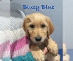 Puppy Bluey Blue Goldendoodle