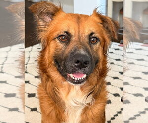 Jesse - Male Mutt Dog for Adoption - Photo #8
