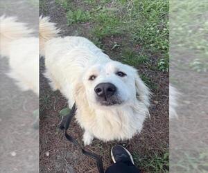 Great Pyrenees Dogs for adoption in Santa Maria, CA, USA