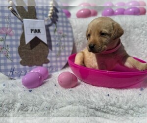 Labrador Retriever Puppy for sale in MAYSVILLE, GA, USA
