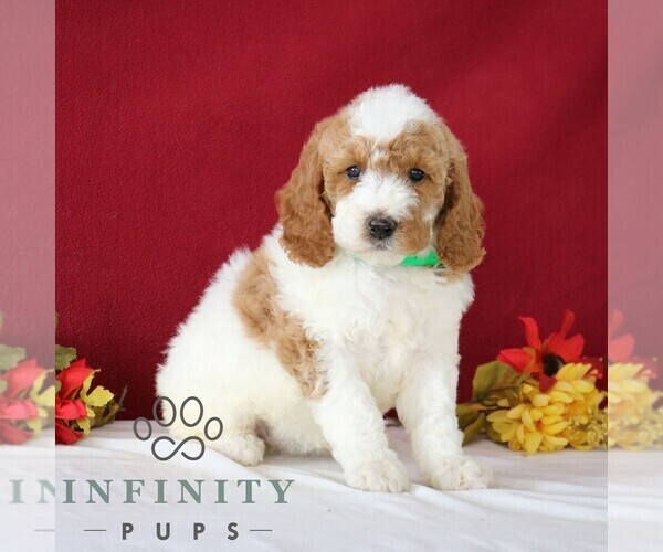 Medium Photo #1 Goldendoodle Puppy For Sale in GORDONVILLE, PA, USA