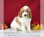 Small Goldendoodle