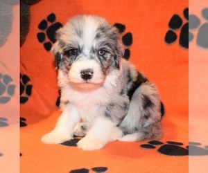 Sheepadoodle Puppy for sale in ASPERMONT, TX, USA