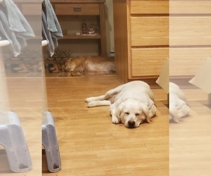 Mother of the Golden Retriever puppies born on 08/15/2024