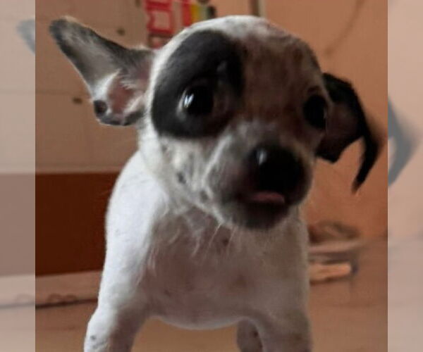 Medium Photo #3 Chihuahua-Unknown Mix Puppy For Sale in Washington, DC, USA