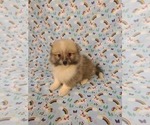 Small Photo #2 American Eskimo Dog Puppy For Sale in CLARKSVILLE, TN, USA