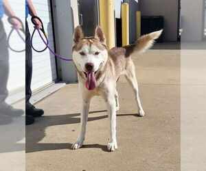 Siberian Husky Dogs for adoption in Louisville, KY, USA
