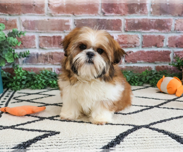 Medium Photo #4 Shih Tzu Puppy For Sale in SYRACUSE, IN, USA