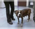 Small Bullboxer Pit