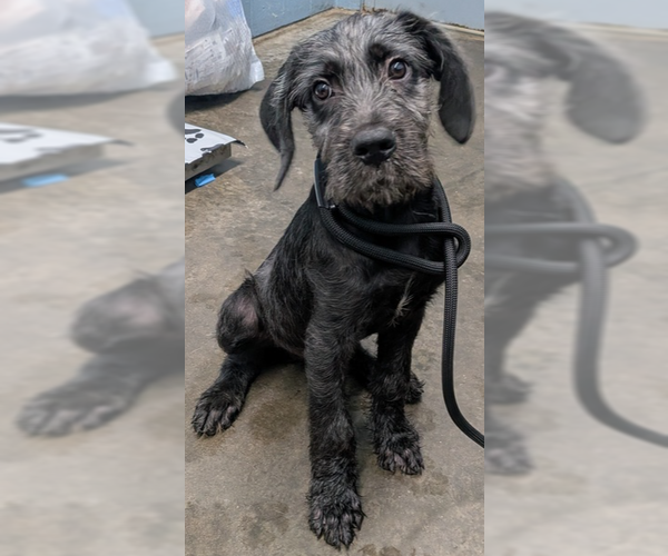 Medium Photo #1 Labrador Retriever Puppy For Sale in Evansville, IN, USA
