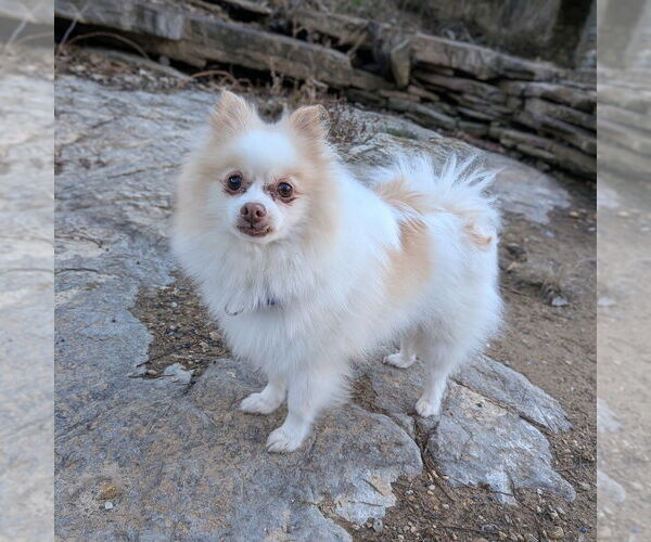 Medium Photo #1 Pomeranian Puppy For Sale in Vail, AZ, USA