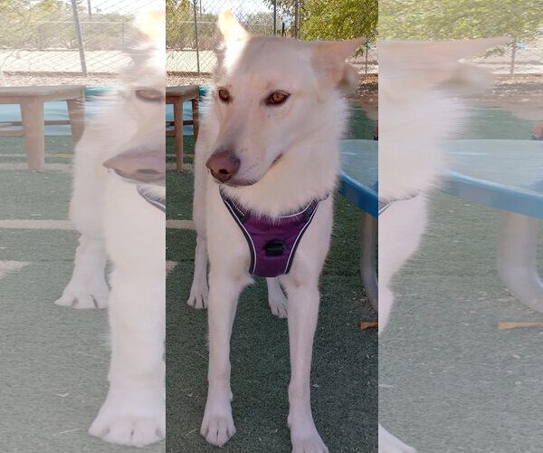 Medium Photo #7 German Shepherd Dog-Huskies  Mix Puppy For Sale in Apple Valley, CA, USA