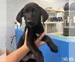 Small #1 Labrador Retriever-Retriever  Mix