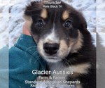 Puppy Thunder Australian Shepherd