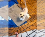 Small #1 Maltese Mix