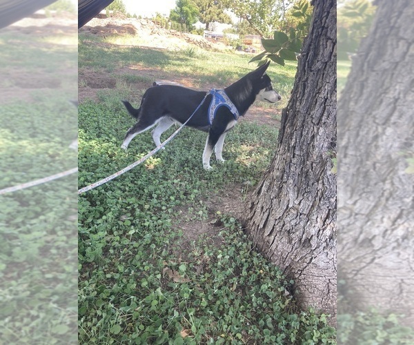 Medium Photo #4 Alaskan Klee Kai Puppy For Sale in GLENDALE, AZ, USA