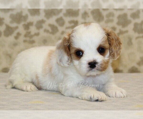 Medium Photo #2 Cavapoo Puppy For Sale in DENVER, PA, USA