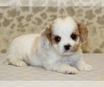 Small #1 Cavapoo