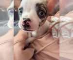 Small #2 Chihuahua