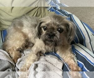 Shih-Poo Dogs for adoption in Rootstown, OH, USA