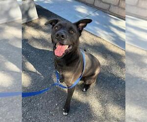 American Pit Bull Terrier Dogs for adoption in Big Bear City, CA, USA