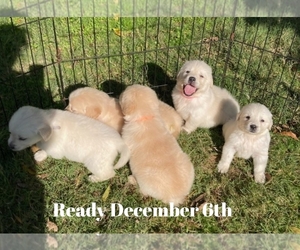 English Cream Golden Retriever Puppy for sale in KOPPERL, TX, USA