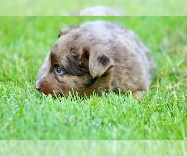 Medium Photo #19 Australian Shepherd Puppy For Sale in NEWTON FALLS, OH, USA