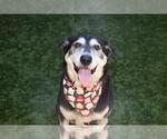 Small #2 Siberian Husky Mix