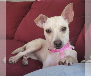 Jack Chi Dogs for adoption in Princeton, MN, USA