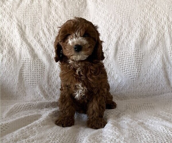 Medium Photo #3 Cavapoo (Miniature) Puppy For Sale in THORP, WI, USA