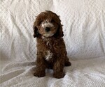 Small Photo #3 Cavapoo (Miniature) Puppy For Sale in THORP, WI, USA