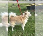 Small #2 Feist Terrier-Papillon Mix