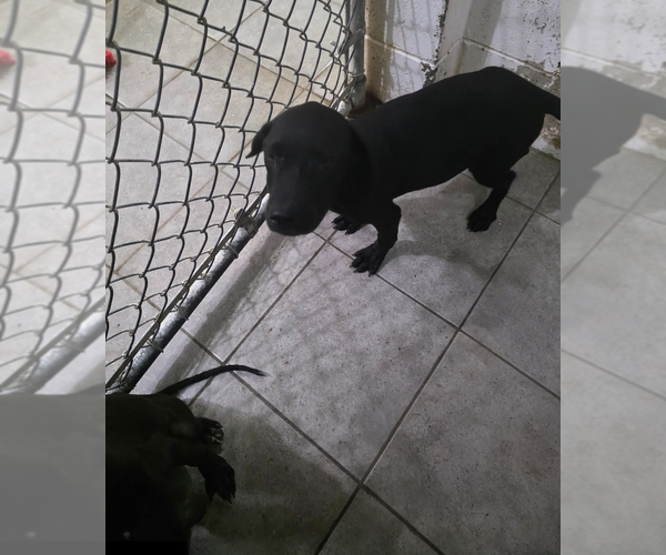 Medium Photo #3 Labrador Retriever Puppy For Sale in garner, NC, USA