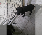 Small #2 Labrador Retriever