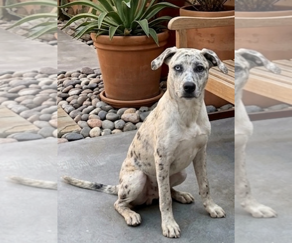 Medium Photo #2 Catahoula Leopard Dog-Unknown Mix Puppy For Sale in Genesee, WI, USA