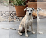 Small #1 Catahoula Leopard Dog Mix