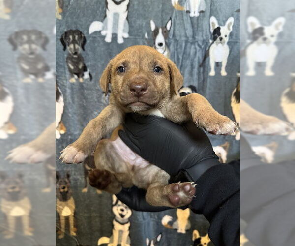 Medium Photo #2 German Shepherd Dog Puppy For Sale in Riverside, CA, USA